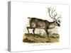 Reindeer, 1860-null-Stretched Canvas