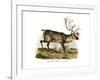 Reindeer, 1860-null-Framed Giclee Print