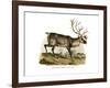 Reindeer, 1860-null-Framed Giclee Print