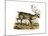 Reindeer, 1860-null-Mounted Giclee Print