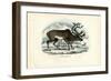 Reindeer, 1863-79-Raimundo Petraroja-Framed Giclee Print