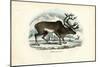 Reindeer, 1863-79-Raimundo Petraroja-Mounted Giclee Print