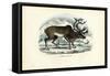 Reindeer, 1863-79-Raimundo Petraroja-Framed Stretched Canvas