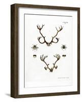 Reindeer Antlers-null-Framed Giclee Print