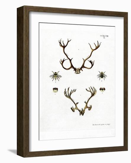 Reindeer Antlers-null-Framed Giclee Print