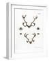 Reindeer Antlers-null-Framed Giclee Print