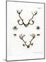 Reindeer Antlers-null-Mounted Giclee Print