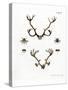 Reindeer Antlers-null-Stretched Canvas