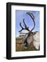 Reindeer bull reindeer with antlers in velvet, Cairngorm National Park, Speyside, Scotland,-Laurie Campbell-Framed Photographic Print