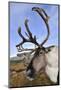 Reindeer bull reindeer with antlers in velvet, Cairngorm National Park, Speyside, Scotland,-Laurie Campbell-Mounted Photographic Print