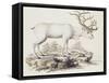 Reindeer (Cervus Tarandus)-null-Framed Stretched Canvas