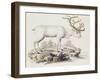 Reindeer (Cervus Tarandus)-null-Framed Giclee Print