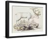 Reindeer (Cervus Tarandus)-null-Framed Giclee Print