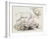 Reindeer (Cervus Tarandus)-null-Framed Giclee Print