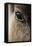 Reindeer Close Up Of Eye-Laurie Campbell-Framed Stretched Canvas