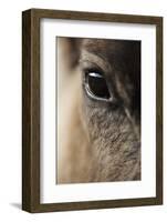 Reindeer Close Up Of Eye-Laurie Campbell-Framed Photographic Print