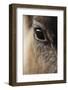 Reindeer Close Up Of Eye-Laurie Campbell-Framed Photographic Print