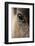 Reindeer Close Up Of Eye-Laurie Campbell-Framed Photographic Print