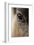 Reindeer Close Up Of Eye-Laurie Campbell-Framed Photographic Print