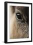 Reindeer Close Up Of Eye-Laurie Campbell-Framed Photographic Print