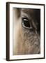 Reindeer Close Up Of Eye-Laurie Campbell-Framed Photographic Print