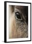 Reindeer Close Up Of Eye-Laurie Campbell-Framed Photographic Print