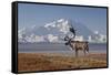 Reindeer, Enali National Park-Steven Kazlowski-Framed Stretched Canvas