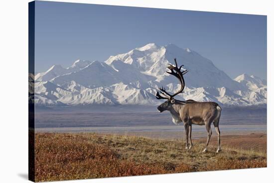 Reindeer, Enali National Park-Steven Kazlowski-Stretched Canvas