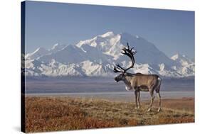Reindeer, Enali National Park-Steven Kazlowski-Stretched Canvas