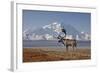 Reindeer, Enali National Park-Steven Kazlowski-Framed Photographic Print