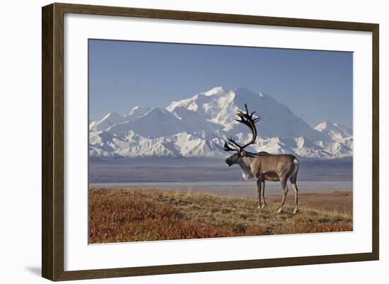 Reindeer, Enali National Park-Steven Kazlowski-Framed Photographic Print