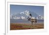 Reindeer, Enali National Park-Steven Kazlowski-Framed Photographic Print