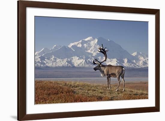 Reindeer, Enali National Park-Steven Kazlowski-Framed Photographic Print