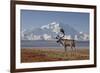 Reindeer, Enali National Park-Steven Kazlowski-Framed Photographic Print