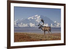 Reindeer, Enali National Park-Steven Kazlowski-Framed Photographic Print