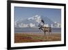 Reindeer, Enali National Park-Steven Kazlowski-Framed Photographic Print