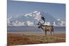 Reindeer, Enali National Park-Steven Kazlowski-Mounted Photographic Print