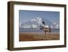 Reindeer, Enali National Park-Steven Kazlowski-Framed Photographic Print