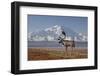 Reindeer, Enali National Park-Steven Kazlowski-Framed Photographic Print