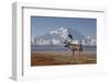 Reindeer, Enali National Park-Steven Kazlowski-Framed Photographic Print