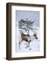 Reindeer female from reintroduced herd, Cairngorm National Park, Scotland-Laurie Campbell-Framed Photographic Print