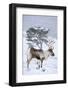 Reindeer female from reintroduced herd, Cairngorm National Park, Scotland-Laurie Campbell-Framed Photographic Print