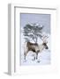 Reindeer female from reintroduced herd, Cairngorm National Park, Scotland-Laurie Campbell-Framed Photographic Print