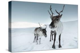 Reindeer Female-Ann & Steve Toon-Stretched Canvas