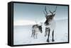 Reindeer Female-Ann & Steve Toon-Framed Stretched Canvas