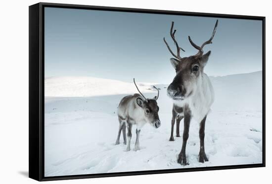 Reindeer Female-Ann & Steve Toon-Framed Stretched Canvas