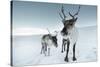 Reindeer Female-Ann & Steve Toon-Stretched Canvas