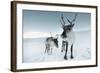 Reindeer Female-Ann & Steve Toon-Framed Photographic Print