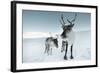 Reindeer Female-Ann & Steve Toon-Framed Photographic Print