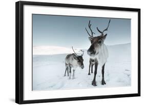 Reindeer Female-Ann & Steve Toon-Framed Photographic Print